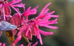 Purple Pixie Loropetalum - 6 Pack Of 1 Gallon Pots -Garden Care Picture Loropetalum Purple Pixie Flower