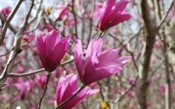 Ann Magnolia Tulip Tree - 2 Gallon Pot -Garden Care Picture Magnolia Ann 1
