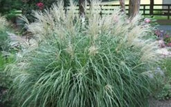 Adagio Dwarf Maiden Grass - Miscanthus Sinensis - 3 Gallon Pot -Garden Care Picture Maiden Grass Adagio Dwarf 1