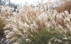 Adagio Dwarf Maiden Grass - Miscanthus Sinensis - 3 Gallon Pot -Garden Care Picture Maiden Grass Adagio Dwarf 2 1