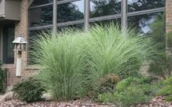 Maiden Grass - Miscanthus Sinensis 'Gracillimus' - 3 Gallon Pot 12 Maiden Grass - Miscanthus Sinensis 'Gracillimus' - 3 Gallon Pot -Garden Care Picture Maiden Grass Gracillimus 2
