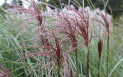 Maiden Grass - Miscanthus Sinensis 'Gracillimus' - 1 Gallon Pot 15 Maiden Grass - Miscanthus Sinensis 'Gracillimus' - 1 Gallon Pot -Garden Care Picture Miscanthus Gracillimus Seed Heads 1