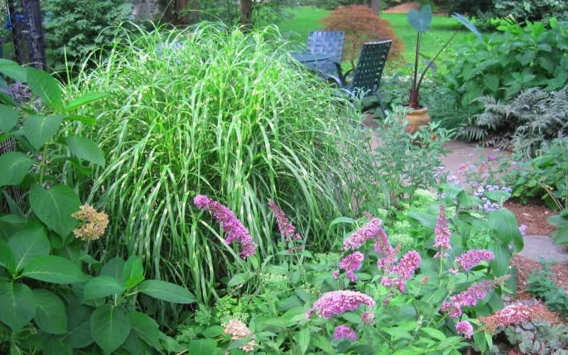Little Zebra Grass - Miscanthus - 3 Gallon Pot 4 Little Zebra Grass - Miscanthus - 3 Gallon Pot - Image 4