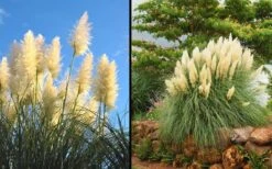 White Pampas Grass - 1 Gallon Pot -Garden Care Picture Pampas Grass White 2