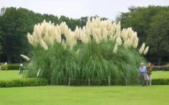 White Pampas Grass - 3 Gallon Pot -Garden Care Picture Pampas Grass White 3 1
