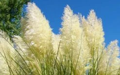 White Pampas Grass - 1 Gallon Pot -Garden Care Picture Pampas Grass White 4