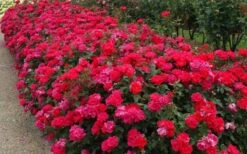 Original Red Knock Out Rose - 1 Gallon Pot 10 Original Red Knock Out Rose - 1 Gallon Pot -Garden Care Picture Rose Knock Out Red 5