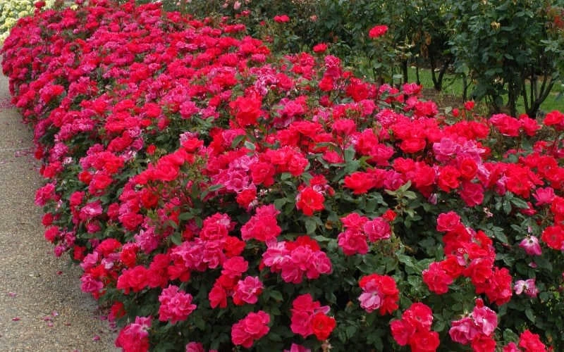 Original Red Knock Out Rose - 1 Gallon Pot 5 Original Red Knock Out Rose - 1 Gallon Pot - Image 5