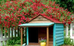 Red Cascade Miniature Climbing Rose - 1 Gallon Pot -Garden Care Picture Rose Red Cascade 1