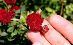 Red Cascade Miniature Climbing Rose - 1 Gallon Pot -Garden Care Picture Rose Red Cascade 5