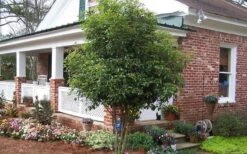 Fragrant White Tea Olive - 7 Gallon Pot (4-5') -Garden Care Picture Tea Olive Tree