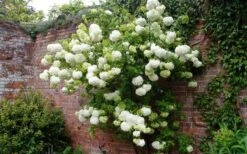 Chinese Snowball Viburnum Bush - 3 Gallon Pot 13 Chinese Snowball Viburnum Bush - 3 Gallon Pot -Garden Care Picture Viburnum Chinese Snowball Espalier 2