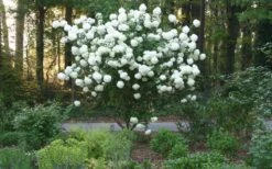 Chinese Snowball Viburnum Bush - 3 Gallon Pot 14 Chinese Snowball Viburnum Bush - 3 Gallon Pot -Garden Care Picture Viburnum Chinese Snowball Tree 1 2