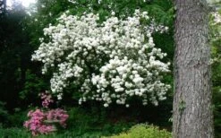 Chinese Snowball Viburnum Bush - 7 Gallon Pot (3-4') -Garden Care Picture Viburnum Chinese Snowball Tree 2 1