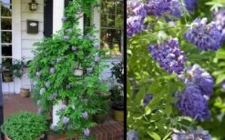 Amethyst Falls Wisteria Vine - 3 Gallon Pot -Garden Care Picture Wisteria Amethyst Falls 2