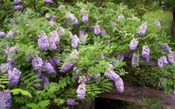 Amethyst Falls Wisteria Vine - 3 Gallon Pot -Garden Care Picture Wisteria Amethyst Falls 5