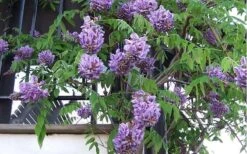Amethyst Falls Wisteria Vine - 3 Gallon Pot -Garden Care Picture Wisteria Amethyst Falls Vine 1