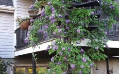 Amethyst Falls Wisteria Vine - 3 Gallon Pot -Garden Care Picture Wisteria Amethyst Falls Vine
