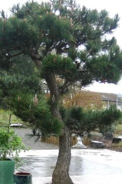 Japanese Black Pine - Pinus Thunbergii - 3 Gallon Pot -Garden Care Pine Japanese Black 11