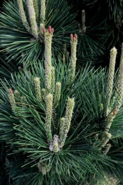 Japanese Black Pine - Pinus Thunbergii - 3 Gallon Pot -Garden Care Pine Japanese Black 29