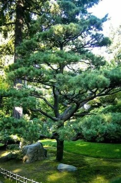 Japanese Black Pine - Pinus Thunbergii - 3 Gallon Pot -Garden Care Pine Japanese Black 5