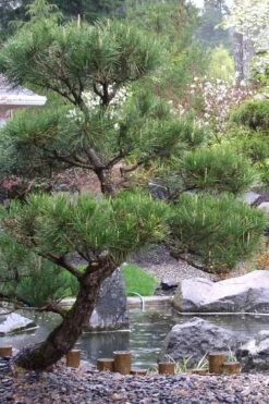 Japanese Black Pine - Pinus Thunbergii - 3 Gallon Pot -Garden Care Pine Japanese Black 7