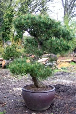 Japanese Black Pine - Pinus Thunbergii - 3 Gallon Pot -Garden Care Pine Japanese Black In Pot 1