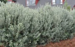 Bambina Dwarf Pineapple Guava (Feijoa Sellowiana ' Tharfiona') - 3 Gallon Pot -Garden Care Pineapple Guava Hedge