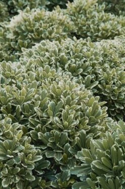 Mojo Dwarf Variegated Pittosporum - 2 Gallon Pot -Garden Care Pittosporum Mojo 11