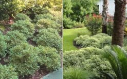 Mojo Dwarf Variegated Pittosporum - 2 Gallon Pot -Garden Care Pittosporum Mojo 6