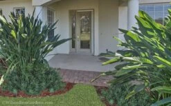 Pringles Dwarf Podocarpus Yew - 3 Gallon Pot -Garden Care Podocarpus Pringles 21