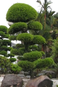 Podocarpus Macrophyllus Upright Yew - 3 Gallon Pot -Garden Care Podocarpus Upright Yew 10 1