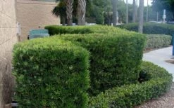 Podocarpus Macrophyllus Upright Yew - 3 Gallon Pot -Garden Care Podocarpus Upright Yew 11 1