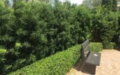 Podocarpus Macrophyllus Upright Yew - 1 Gallon Pot -Garden Care Podocarpus Upright Yew 12