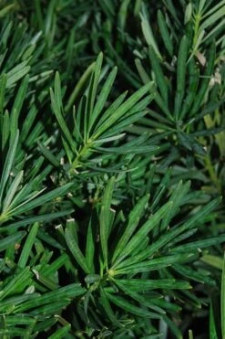 Podocarpus Macrophyllus Upright Yew - 3 Gallon Pot -Garden Care Podocarpus Upright Yew 13 1