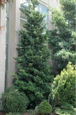 Podocarpus Macrophyllus Upright Yew - 3 Gallon Pot -Garden Care Podocarpus Upright Yew 500x750 2