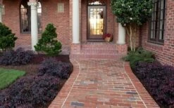 Purple Pixie Loropetalum - 6 Pack Of 1 Gallon Pots -Garden Care Purple Pixie Loropetalum Border