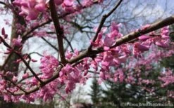 The Rising Sun Redbud Tree - 2 Gallon Pot -Garden Care Redbud Rising Sun 31