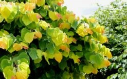 The Rising Sun Redbud Tree - 2 Gallon Pot -Garden Care Redbud Rising Sun 33