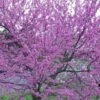 Eastern Redbud - 3 Gallon Pot