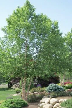 River Birch Tree (Betula Nigra) - 3 Gallon Pot (Multi Trunk)