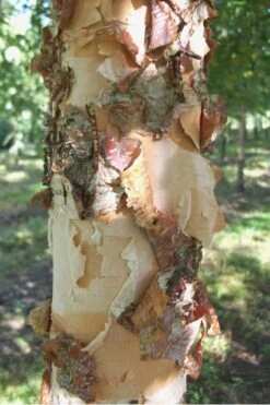 River Birch Tree (Multi Trunk) - 2 Gallon Pot -Garden Care River Birch 12 1