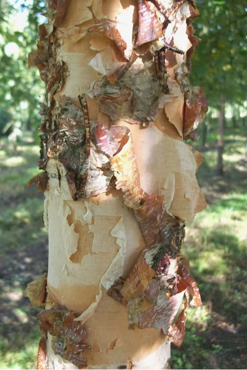 River Birch Tree (Betula Nigra) - 3 Gallon Pot (Multi Trunk) 4 River Birch Tree (Betula Nigra) - 3 Gallon Pot (Multi Trunk) - Image 4