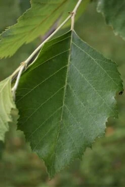 River Birch Tree (Betula Nigra) - 3 Gallon Pot (Multi Trunk) 10 River Birch Tree (Betula Nigra) - 3 Gallon Pot (Multi Trunk) -Garden Care River Birch 13