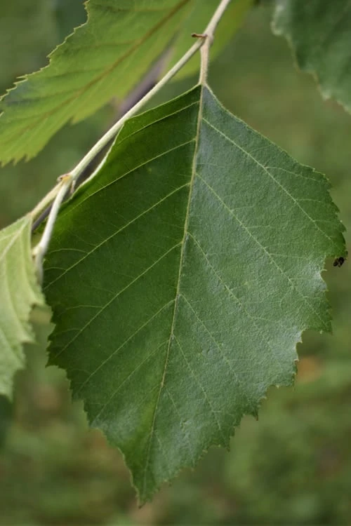 River Birch Tree (Betula Nigra) - 3 Gallon Pot (Multi Trunk) 5 River Birch Tree (Betula Nigra) - 3 Gallon Pot (Multi Trunk) - Image 5