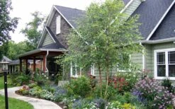 River Birch Tree (Multi Trunk) - 2 Gallon Pot -Garden Care River Birch Tree B 1