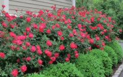 Original Red Knock Out Rose - 1 Gallon Pot 9 Original Red Knock Out Rose - 1 Gallon Pot -Garden Care Rose Knock Out Original 51