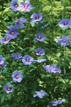 Blue Satin Rose Of Sharon - Hibiscus - Althea - 2 Gallon Pot -Garden Care Rose Of Sharon Blue Satin 11