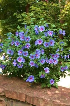 Blue Satin Rose Of Sharon - Hibiscus - Althea - 2 Gallon Pot -Garden Care Rose Of Sharon Blue Satin 16