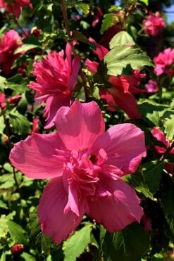 Lucy Rose Of Sharon (Single Trunk Tree) - 7 Gallon Pot (4-5') 11 Lucy Rose Of Sharon (Single Trunk Tree) - 7 Gallon Pot (4-5') -Garden Care Rose Of Sharon Lucy 13